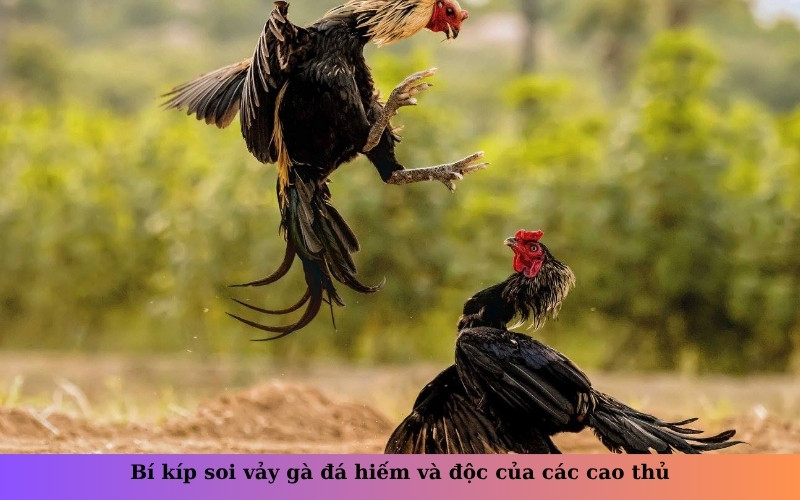 Bí kíp soi vảy gà đá hiếm và độc của các cao thủ