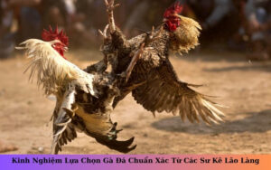 Kinh Nghiệm Lựa Chọn Gà Đá Chuẩn Xác Từ Các Sư Kê Lão Làng