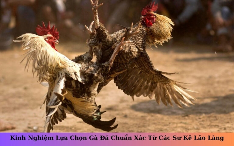 Kinh Nghiệm Lựa Chọn Gà Đá Chuẩn Xác Từ Các Sư Kê Lão Làng