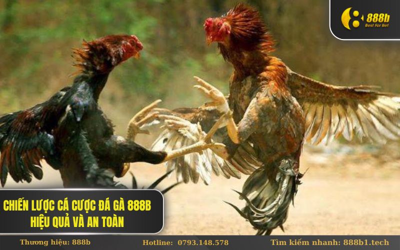 Chiến lược Cá cược Đá Gà 888B Hiệu Quả và An Toàn