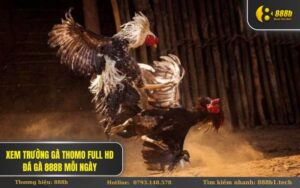 Xem trường gà Thomo Full HD Đá Gà 888B mỗi ngày